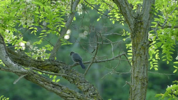 크기의 의나무 가지에서 날아오르기 가슴을 치켜들고 깃털을 — 비디오