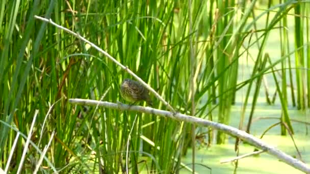 Tiny Bird Standing Wooden Stick Swamp Reeds Green Background — Stock Video