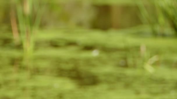 Trompetçi Kuğu Muhteşem Yeşil Çevre Ile Baş Kaldırıyor — Stok video