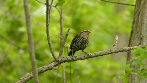 Redwing Turdus Iliacus Samotny Ptak Odlatuje Gałęzi Drzewa Gdzie Siedział — Wideo stockowe