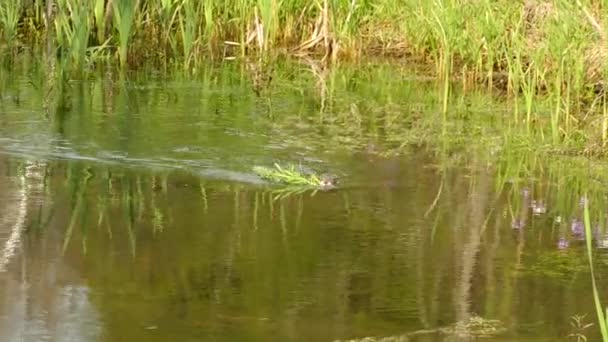 Muskrat Simmar Genom Sumpiga Vatten Med Samling — Stockvideo