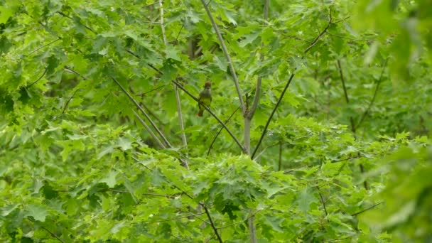 Uccello Arancione Giallo Appollaiato Rami Frondosi Mezzo Alla Foresta Decolla — Video Stock
