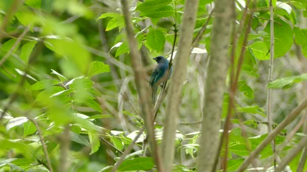 Blue Aqua Colored Bird Perched Branch Middle Dense Thicket — Stock Video