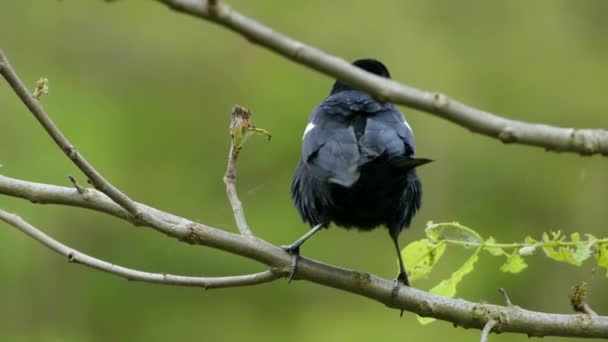 Pájaro Negro Alado Rojo Macho Inflando Sus Plumas Mientras Está — Vídeo de stock