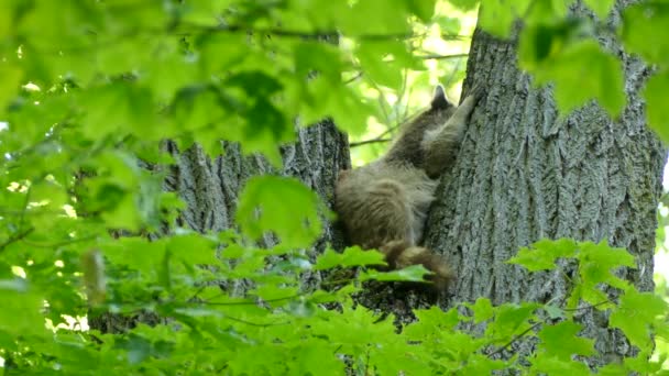 Raccoon Nestled Trunk Tree Branches Different Directions — Stock Video