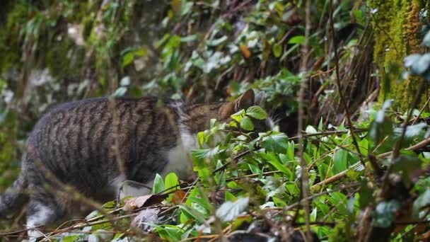 Tabby Kočka Prozkoumávající Lesy — Stock video