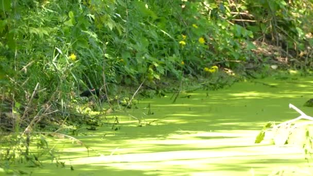 Rotflügelamsel Versteckt Sich Lebhafter Grüner Vegetation Mit Gelben Blüten — Stockvideo
