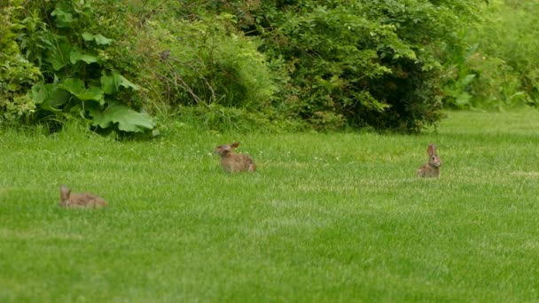 Bir Vahşi Tavşan Kolonisi Yemyeşil Bir Alanda Besleniyor Etrafa Bakıyor — Stok video