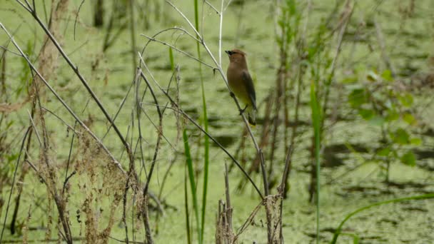 Beautiful Cedar Waxwing Bird Perched Looking Taking Flight — Stock Video