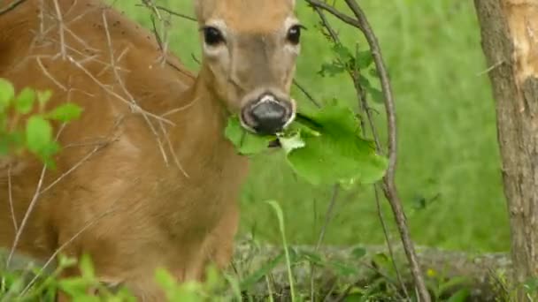 Cervo Bonito Arvoredo Comendo Folhas Verdes Grama — Vídeo de Stock