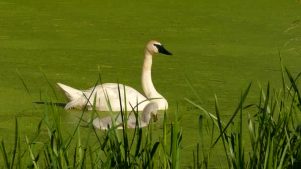 Trompeter Swan Und Ihr Baby Gleiten Langsam Wasser Und Futter — Stockvideo