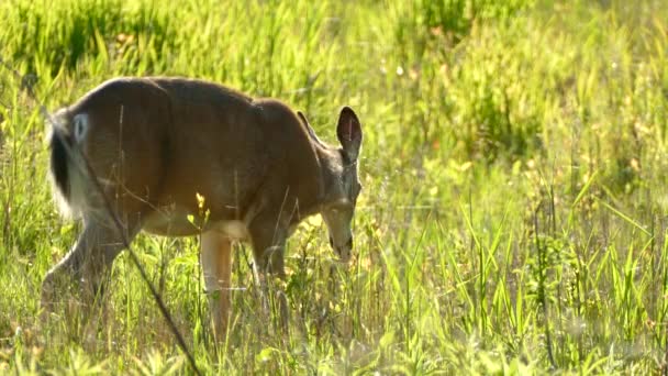 Veado Cauda Branca Campo Comendo Comida Belo Dia Verão — Vídeo de Stock