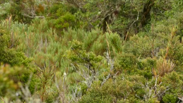 Hermoso Pajarito Posado Una Rama Salta Las Ramas Continuación — Vídeos de Stock