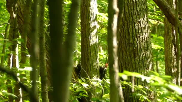 Dwa Dzięcioły Badające Las Razem Potem Odlatujące — Wideo stockowe