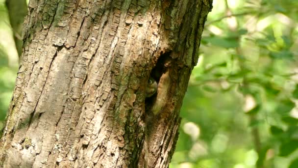 Esquilo Vermelho Bonito Estourando Cabeça Para Fora Buraco Uma Árvore — Vídeo de Stock