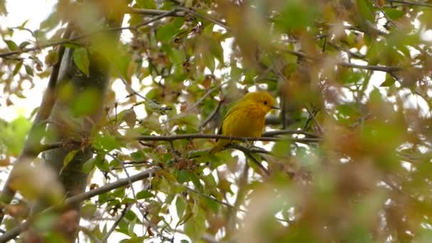 Żółty Ptak Siedzi Skacze Gałęzi Rozglądając Się Jedzeniem Wietrzny Pochmurny — Wideo stockowe