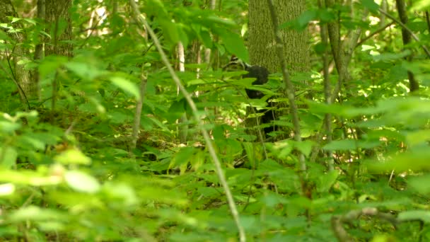 光芒四射的啄木鸟依偎在一片森林里的一棵树上 静态的 — 图库视频影像