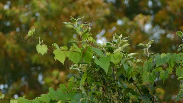 Cedr Waxwing Skrývá Poskakuje Zářivě Zeleném Listí — Stock video