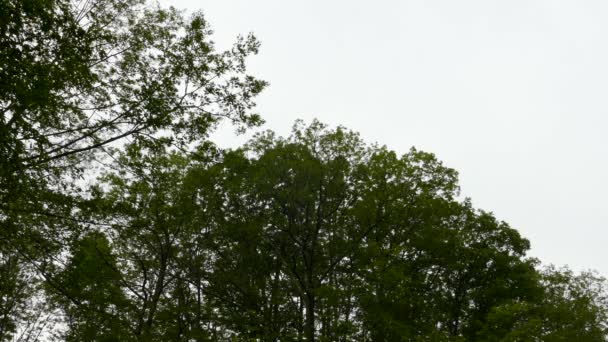 Mehrere Zedernwachsflügel Fliegen Über Bäume Dort Übernachten Statischer Schuss — Stockvideo