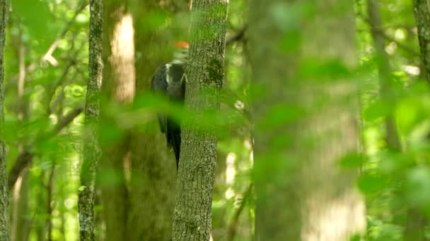 Bela Pileated Pica Pau Agarrado Uma Árvore Tomar Voo Bloqueado — Vídeo de Stock