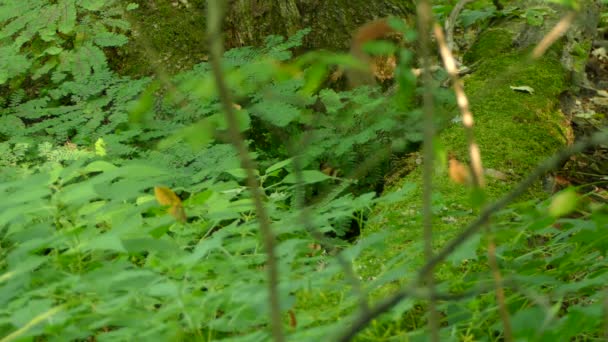 Niedliche Rote Eichhörnchen Laufen Herum Und Spielen Miteinander Auf Umgestürzten — Stockvideo