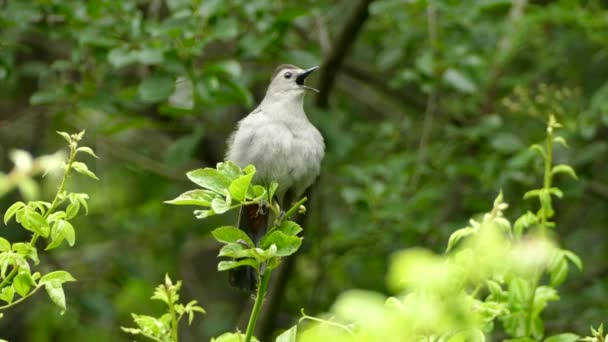 Samotny Szary Ptaszek Usiadł Żywych Zielonych Liściach Śpiewając Swoje Serce — Wideo stockowe