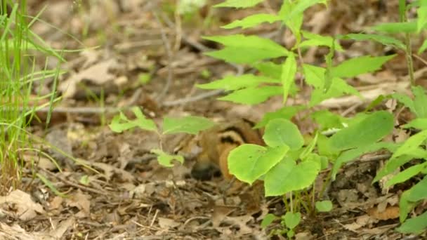 Cute Little Chipmunk Foraging Ground Nuts Other Kinds Food — Stock Video