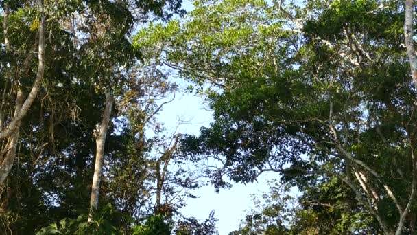 Opice Poskakující Mezi Stromy Pozadí Pravdivé Větve Neustálý Výstřel — Stock video