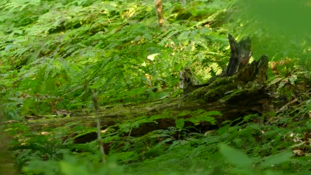 Scoiattolo Rosso Che Corre Attraverso Albero Caduto Circondato Fogliame Verde — Video Stock