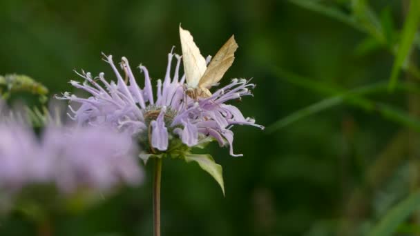 Borboleta Abelha Polinizando Uma Bela Flor Roxa Com Fundo Verde — Vídeo de Stock