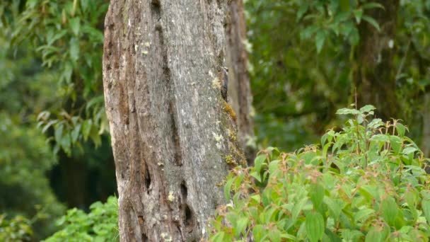 Pic Qui Travaille Dur Picorant Arbre Avant Sortir Cadre — Video