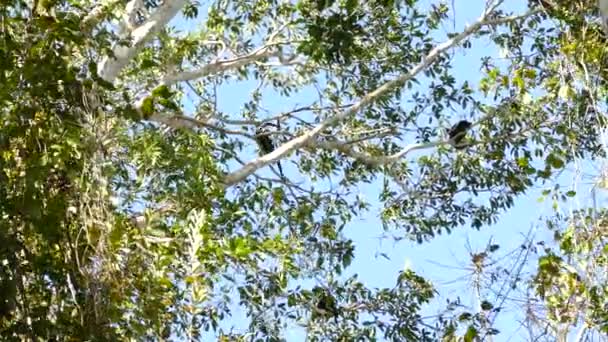 Schwarze Affen Laufen Und Sitzen Einem Sommertag Dschungel Von Panama — Stockvideo