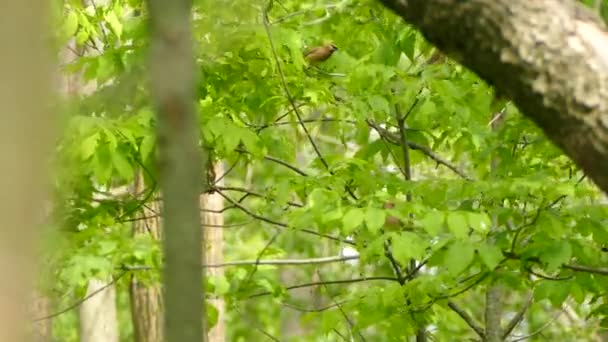 Eine Gruppe Zedernflügel Thront Selben Baum Wie Wind Weht — Stockvideo