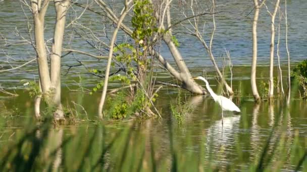 Biały Egret Brodząc Wodzie Otoczony Zielonymi Liśćmi Statyczne — Wideo stockowe
