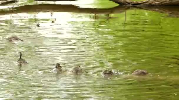 小さな池で体を洗うアヒルのグループは 離れて泳ぐ前に — ストック動画