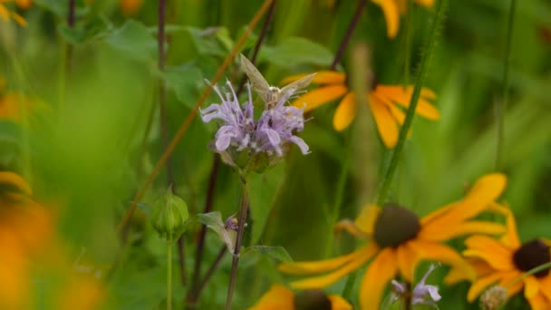 Weiße Schmetterlinge Sammeln Bestäubung Einer Schönen Lila Blume Statisch — Stockvideo