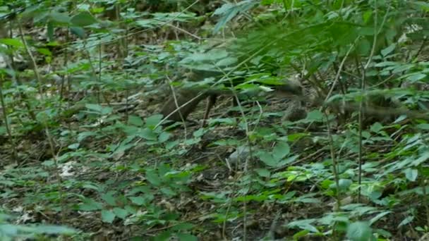 Wild Turkey Babies Foraging Food Green Foliage Handheld — Stock Video