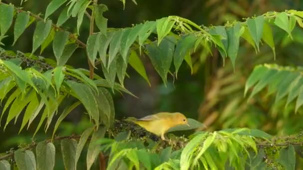Pequeño Pájaro Amarillo Volando Una Rama Árbol Llena Hojas Verdes — Vídeo de stock