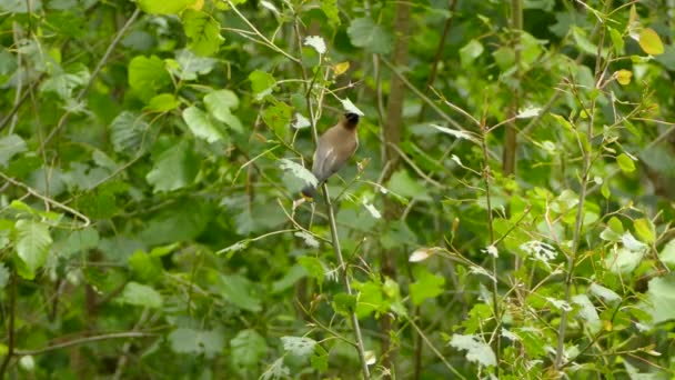 Όμορφη Cedar Waxwing Σκαρφαλωμένο Κοιτάζοντας Γύρω Στη Συνέχεια Λαμβάνοντας Πτήση — Αρχείο Βίντεο