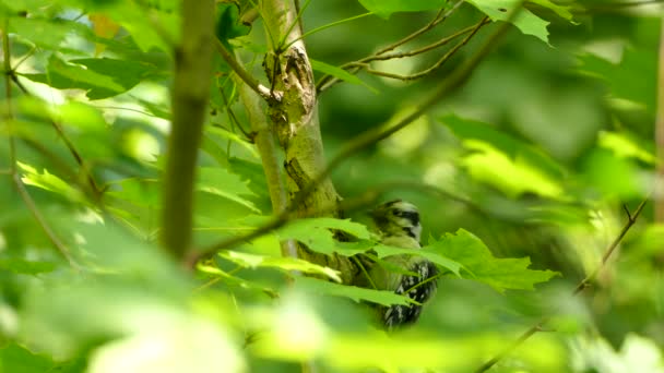 Downy Woodpecker Encaramado Árbol Acicalándose Entre Follaje Verde Vibrante Estático — Vídeos de Stock