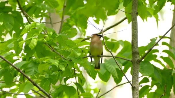 Beautiful Vigilant Cedar Waxwing Sitting Branch Looking Out Its Surroundings — Stock Video