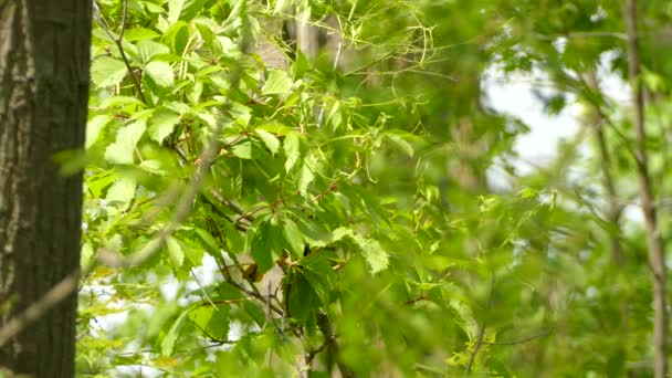 Vacker Baltimore Oriole Hoppar Runt Gren Täckt Strålande Gröna Blad — Stockvideo