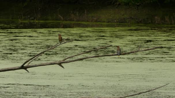 Deux Oiseaux Épilateurs Cèdre Perchés Dessus Étang Rempli Algues Regardant — Video