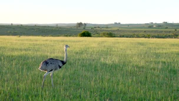 乌拉圭黄昏时分 一只鸵鸟在牧场里散步 — 图库视频影像