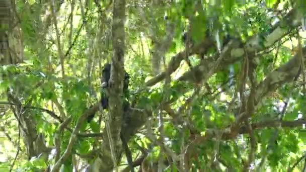Baby Monkey Jumping Lianas While Mother Sits Tree Branch Tropical — Stock Video