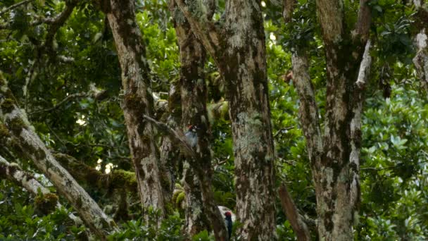 Birdwatching Acorn Woodpecker Melanerpes Formicivorus Costa Rica — Vídeo de Stock