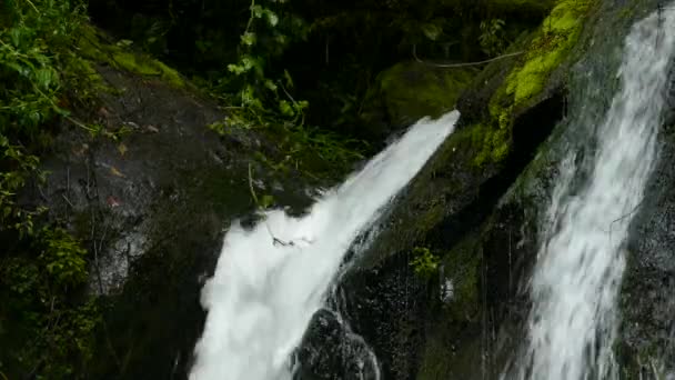 Uma Pequena Cachoeira Dentro Uma Selva Exuberante Com Ramo Videira — Vídeo de Stock