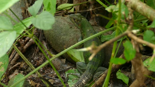 Grüner Leguan Posiert Einer Natürlichen Umgebung Unbeweglicher Schuss — Stockvideo