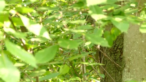 Een Kleurrijke Exotische Vogel Springt Van Tak Naar Tak Een — Stockvideo