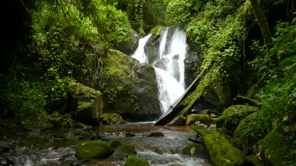 Удивительно Красивый Водопад Коста Рике Окруженный Пышными Зелеными Лесами Растительностью — стоковое видео